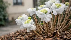 Hortensien überwintern: so schützt du Knospen und Wurzeln vor Frost und Wind