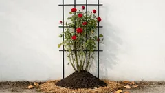 Kletterrosen im Herbst richtig pflegen: so kommen sie gesund durch den Winter