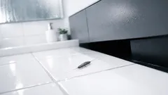 Silberfischchen im Bad: was sie über Feuchtigkeit verraten und wie du sie dauerhaft loswirst