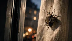 Stinkwanzen in der Wohnung: so wirst du sie los, ohne dass es stinkt