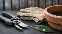 Oleander schneiden in Deutschland: der beste Zeitpunkt für mehr Blüten im nächsten Sommer