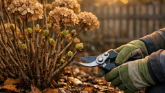 Hortensien im Herbst schneiden? So verhinderst du, dass die Blüte nächstes Jahr ausfällt