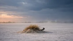 Gepard im Etosha-Nationalpark: so jagt die schnellste Katze der Savanne wirklich