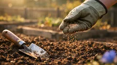 Kornblumen im Oktober säen: so klappt die Herbstaussaat für frühe Blüten