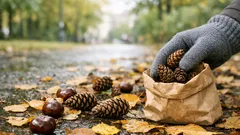 Zapfen als Mulch: so schützt du deine Beete im Herbst ganz ohne Kosten