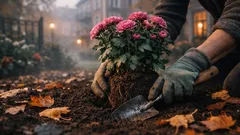 Stauden im Oktober pflanzen: so klappt die Herbstpflanzung ohne Stress