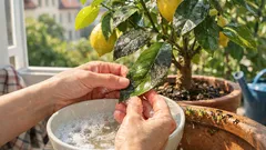 Schwarzer Belag am Zitronenbaum: rußtau erkennen und dauerhaft entfernen