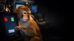 Können Tiere ihre Unsicherheit spüren? Was Metakognition wirklich bedeutet